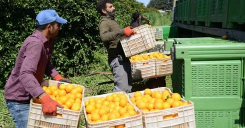 Çiftçi dertli! Dalında limon 50 kuruş, portakal 80 kuruş