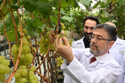 Bakan Yumaklı, Manisa'da serada üzüm kesti