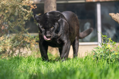 Dişi jaguar Jüliet, FYZoo'da