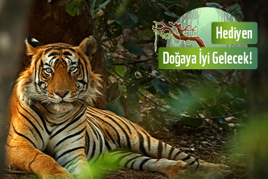 WWF Panda Dükkan, Doğada Evlat Edinin projesi başlattı
