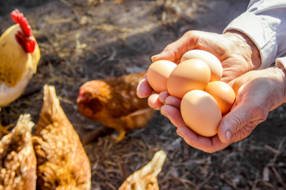 Dfif kesintisi kalktı, yumurta ihracatçısı rahatladı