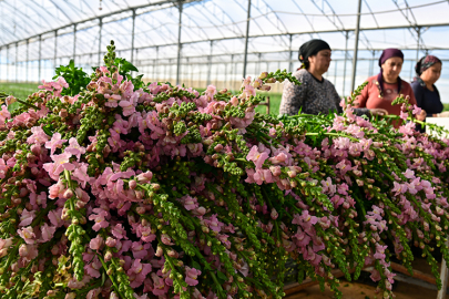 Çiçekçilerde 14 Şubat yoğunluğu başladı