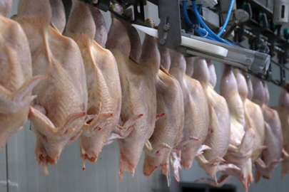 Ramazan öncesinde tavuk ihracatı durduruldu