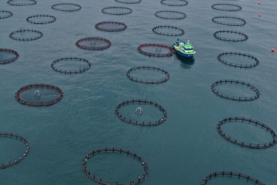 Türk somonu ihracatında artış