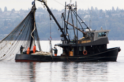 Hamside rekor sezon: 245 bin ton avlandı