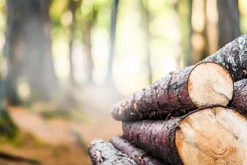 Alman ormanlarında ağaç kesimi 2023'te yüzde 10,3 azaldı