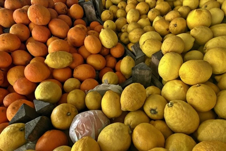 Doğu Akdeniz'den 353,5 milyon dolarlık turunçgil ihracatı